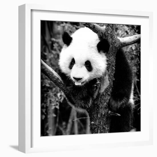 China 10MKm2 Collection - Giant Panda Baby-Philippe Hugonnard-Framed Photographic Print