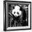 China 10MKm2 Collection - Giant Panda Baby-Philippe Hugonnard-Framed Photographic Print