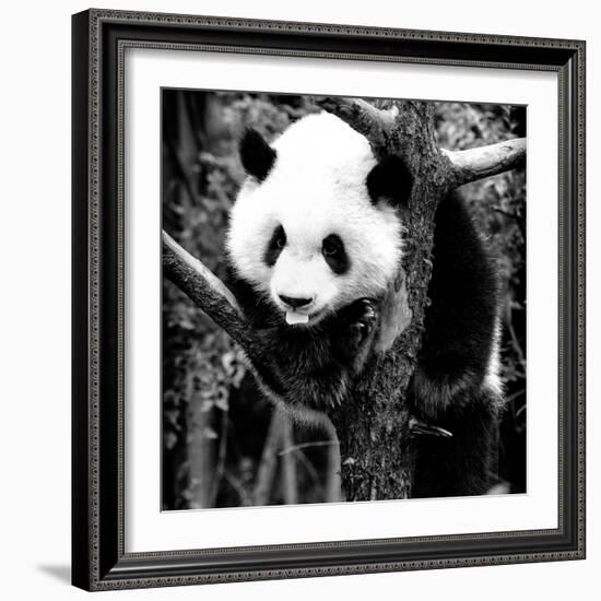 China 10MKm2 Collection - Giant Panda Baby-Philippe Hugonnard-Framed Photographic Print