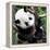 China 10MKm2 Collection - Giant Panda Baby-Philippe Hugonnard-Framed Premier Image Canvas