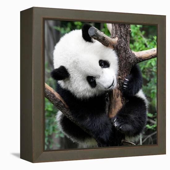 China 10MKm2 Collection - Giant Panda Baby-Philippe Hugonnard-Framed Premier Image Canvas