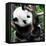 China 10MKm2 Collection - Giant Panda Baby-Philippe Hugonnard-Framed Premier Image Canvas