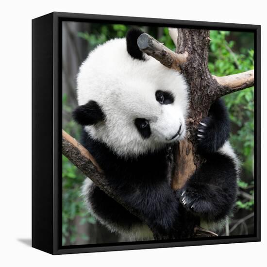 China 10MKm2 Collection - Giant Panda Baby-Philippe Hugonnard-Framed Premier Image Canvas