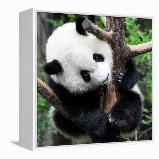 China 10MKm2 Collection - Giant Panda Baby-Philippe Hugonnard-Framed Premier Image Canvas