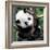 China 10MKm2 Collection - Giant Panda Baby-Philippe Hugonnard-Framed Photographic Print