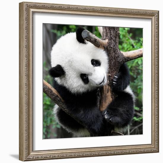 China 10MKm2 Collection - Giant Panda Baby-Philippe Hugonnard-Framed Photographic Print