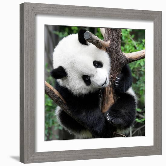 China 10MKm2 Collection - Giant Panda Baby-Philippe Hugonnard-Framed Photographic Print