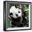 China 10MKm2 Collection - Giant Panda Baby-Philippe Hugonnard-Framed Photographic Print