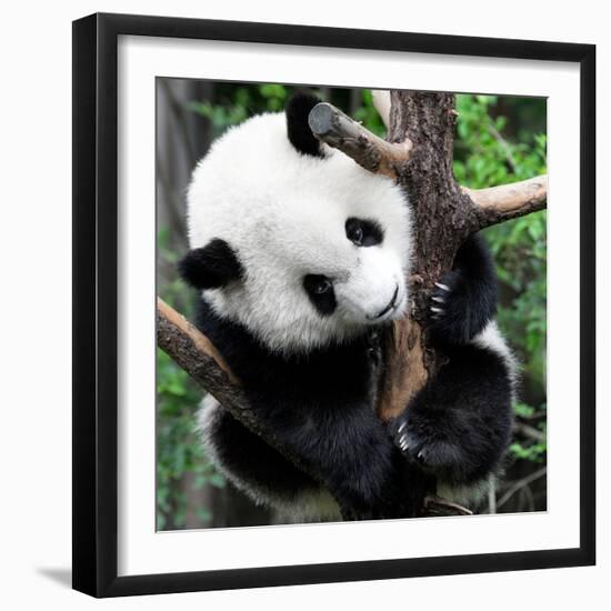 China 10MKm2 Collection - Giant Panda Baby-Philippe Hugonnard-Framed Photographic Print