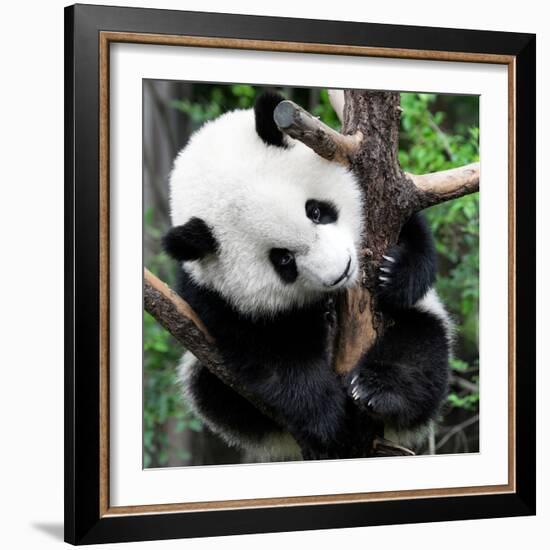 China 10MKm2 Collection - Giant Panda Baby-Philippe Hugonnard-Framed Photographic Print