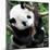 China 10MKm2 Collection - Giant Panda Baby-Philippe Hugonnard-Mounted Photographic Print