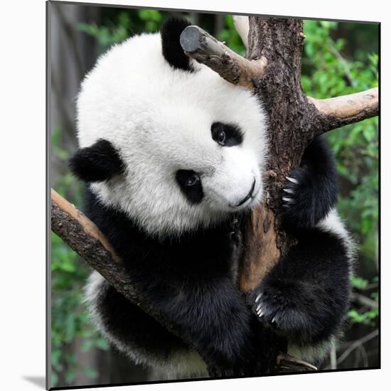 China 10MKm2 Collection - Giant Panda Baby-Philippe Hugonnard-Mounted Photographic Print