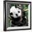 China 10MKm2 Collection - Giant Panda Baby-Philippe Hugonnard-Framed Photographic Print