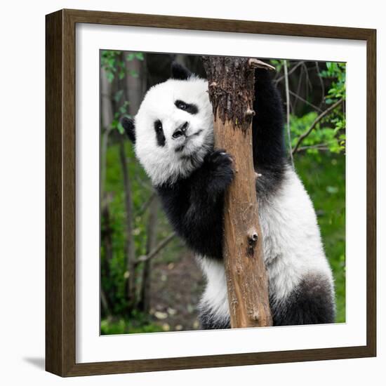 China 10MKm2 Collection - Giant Panda Baby-Philippe Hugonnard-Framed Photographic Print