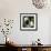 China 10MKm2 Collection - Giant Panda Baby-Philippe Hugonnard-Framed Photographic Print displayed on a wall