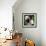 China 10MKm2 Collection - Giant Panda Baby-Philippe Hugonnard-Framed Photographic Print displayed on a wall