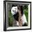 China 10MKm2 Collection - Giant Panda Baby-Philippe Hugonnard-Framed Photographic Print