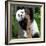 China 10MKm2 Collection - Giant Panda Baby-Philippe Hugonnard-Framed Photographic Print