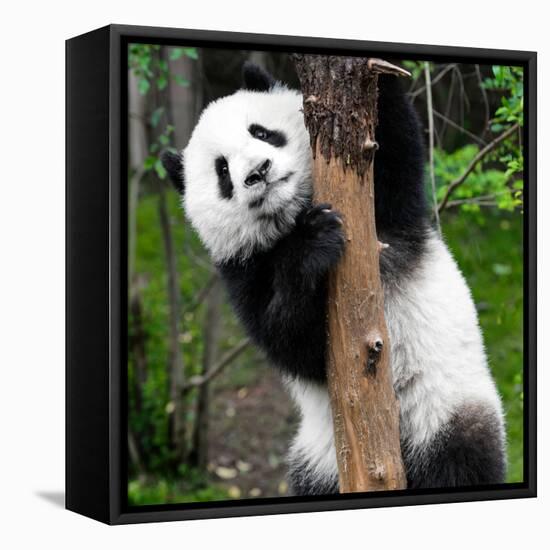 China 10MKm2 Collection - Giant Panda Baby-Philippe Hugonnard-Framed Premier Image Canvas