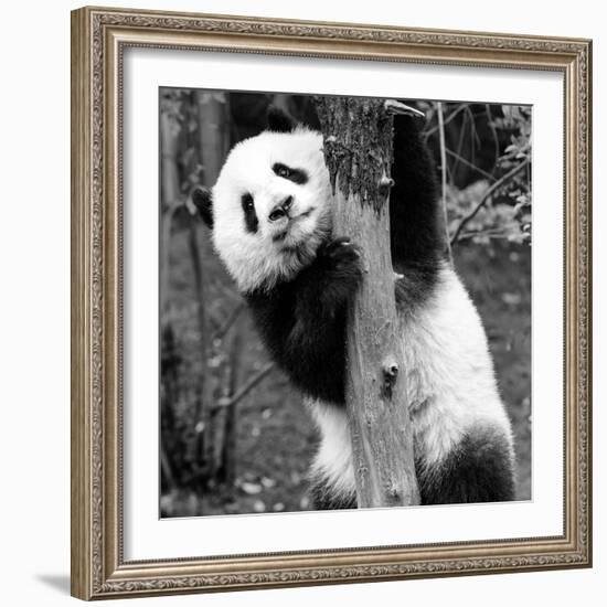 China 10MKm2 Collection - Giant Panda Baby-Philippe Hugonnard-Framed Photographic Print