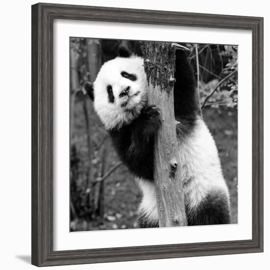 China 10MKm2 Collection - Giant Panda Baby-Philippe Hugonnard-Framed Photographic Print