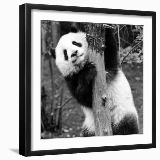 China 10MKm2 Collection - Giant Panda Baby-Philippe Hugonnard-Framed Photographic Print