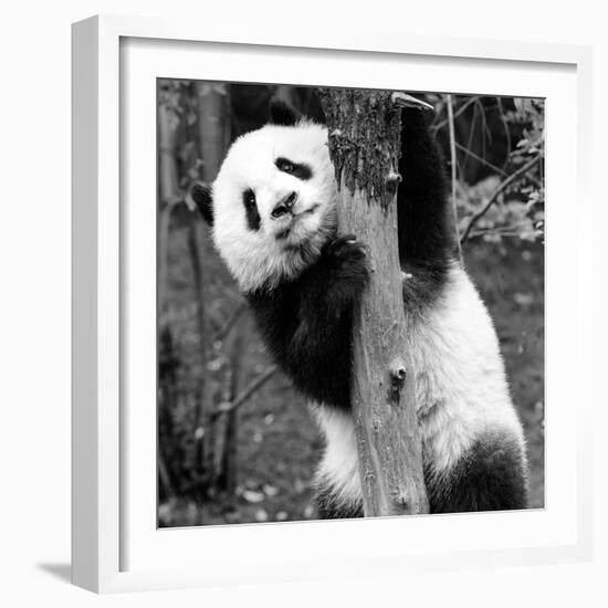 China 10MKm2 Collection - Giant Panda Baby-Philippe Hugonnard-Framed Photographic Print