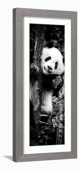 China 10MKm2 Collection - Giant Panda Baby-Philippe Hugonnard-Framed Photographic Print