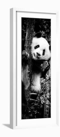 China 10MKm2 Collection - Giant Panda Baby-Philippe Hugonnard-Framed Photographic Print