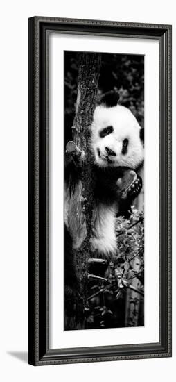 China 10MKm2 Collection - Giant Panda Baby-Philippe Hugonnard-Framed Photographic Print