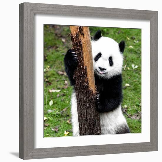 China 10MKm2 Collection - Giant Panda Baby-Philippe Hugonnard-Framed Photographic Print