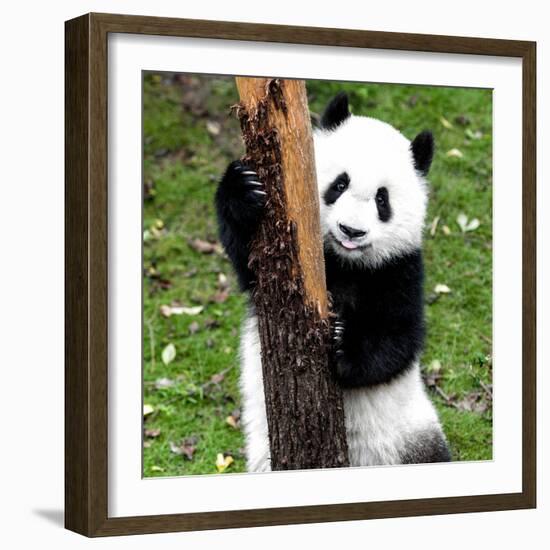 China 10MKm2 Collection - Giant Panda Baby-Philippe Hugonnard-Framed Photographic Print