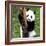 China 10MKm2 Collection - Giant Panda Baby-Philippe Hugonnard-Framed Photographic Print