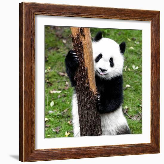 China 10MKm2 Collection - Giant Panda Baby-Philippe Hugonnard-Framed Photographic Print