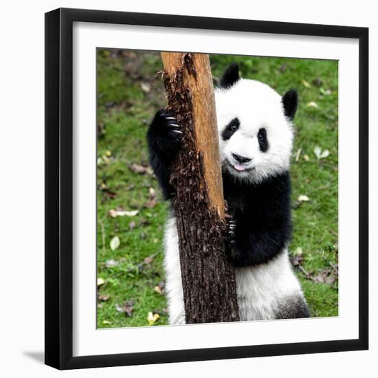 China 10MKm2 Collection - Giant Panda Baby-Philippe Hugonnard-Framed Photographic Print