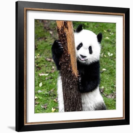 China 10MKm2 Collection - Giant Panda Baby-Philippe Hugonnard-Framed Photographic Print