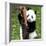 China 10MKm2 Collection - Giant Panda Baby-Philippe Hugonnard-Framed Photographic Print