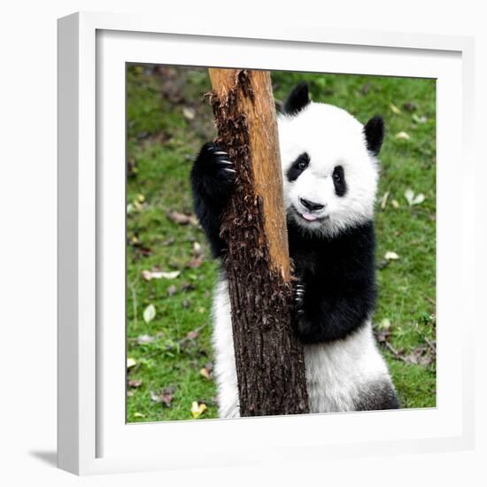 China 10MKm2 Collection - Giant Panda Baby-Philippe Hugonnard-Framed Photographic Print