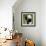 China 10MKm2 Collection - Giant Panda Baby-Philippe Hugonnard-Framed Photographic Print displayed on a wall