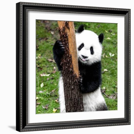 China 10MKm2 Collection - Giant Panda Baby-Philippe Hugonnard-Framed Photographic Print