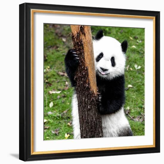 China 10MKm2 Collection - Giant Panda Baby-Philippe Hugonnard-Framed Photographic Print