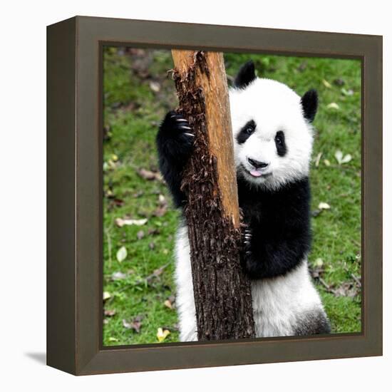 China 10MKm2 Collection - Giant Panda Baby-Philippe Hugonnard-Framed Premier Image Canvas