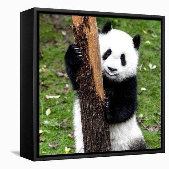 China 10MKm2 Collection - Giant Panda Baby-Philippe Hugonnard-Framed Premier Image Canvas