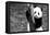 China 10MKm2 Collection - Giant Panda Baby-Philippe Hugonnard-Framed Premier Image Canvas