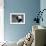 China 10MKm2 Collection - Giant Panda Baby-Philippe Hugonnard-Framed Photographic Print displayed on a wall