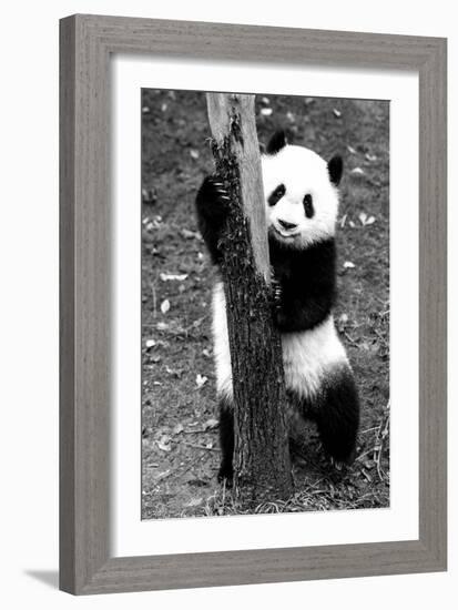 China 10MKm2 Collection - Giant Panda Baby-Philippe Hugonnard-Framed Photographic Print