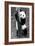 China 10MKm2 Collection - Giant Panda Baby-Philippe Hugonnard-Framed Photographic Print