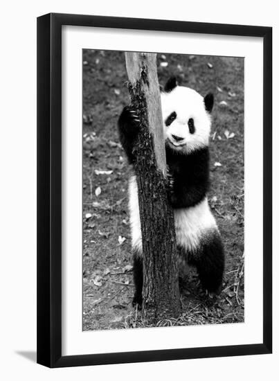 China 10MKm2 Collection - Giant Panda Baby-Philippe Hugonnard-Framed Photographic Print