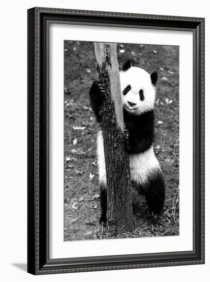 China 10MKm2 Collection - Giant Panda Baby-Philippe Hugonnard-Framed Photographic Print