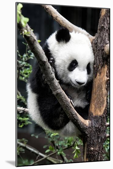 China 10MKm2 Collection - Giant Panda Baby-Philippe Hugonnard-Mounted Photographic Print